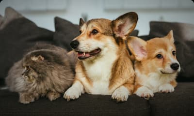 Veterinary